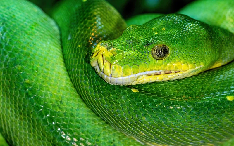Automated SEO Site Audit with Python: Boost Your Rankings